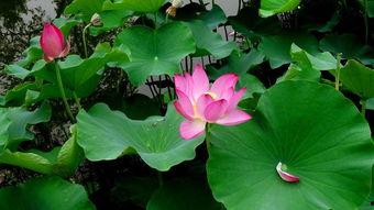 芙蓉如面春风寒,芙蓉映寒——探寻古典美韵